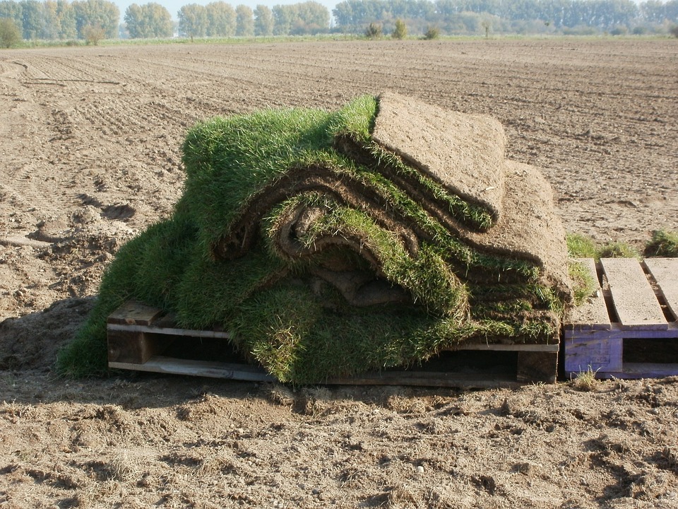 Sod and Planting Red Deer